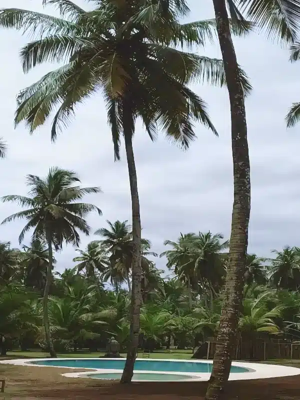 Piscine à débordement miroir en forme libre dans un jardin tropical en Côte d’Ivoire, entourée de palmiers