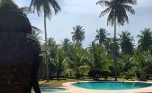 Piscine à débordement miroir de forme libre, entourée de palmiers, dans un jardin tropical privé